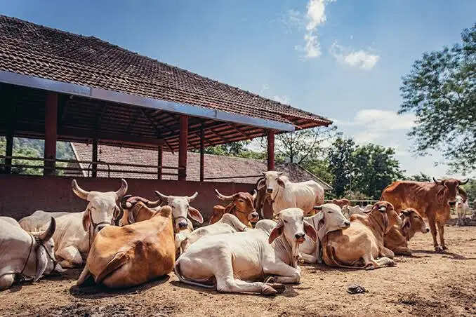 अशोकनगर: जिले की सभी 110 गौशालाएं बनेंगी जैविक क्रांति का केंद्र