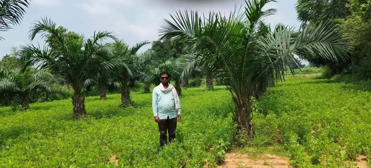 ऑयल पाम खेती से कोरबा के किसानों की बढ़ी आय, अब अनुदान के साथ टॉप-अप सहायता से होगा दोगुना लाभ