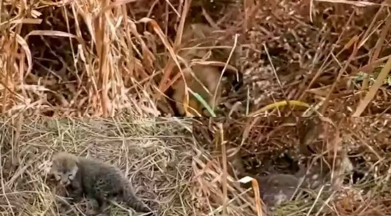 कूनो में फिर बढ़ा चीतों का कुनबा, मादा चीता नीरवा ने दिया पांच शावकों को जन्म