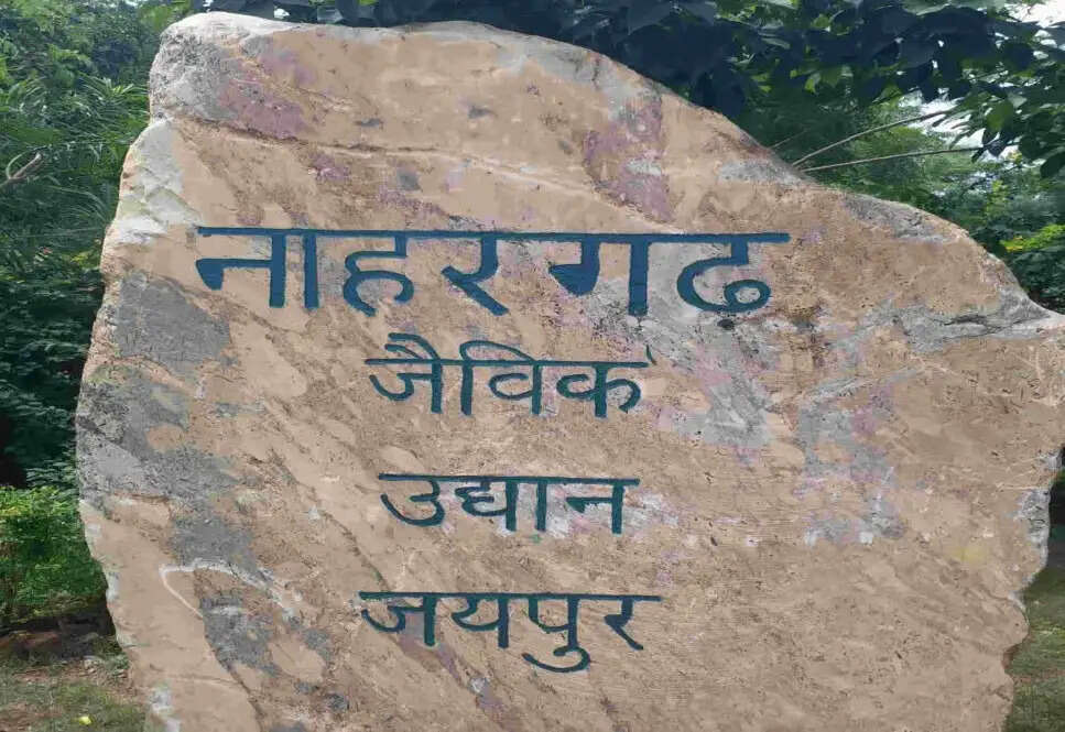 एक महीने बाद फिर शुरू हुई नाहरगढ़ की टाइगर-लॉयन सफारी