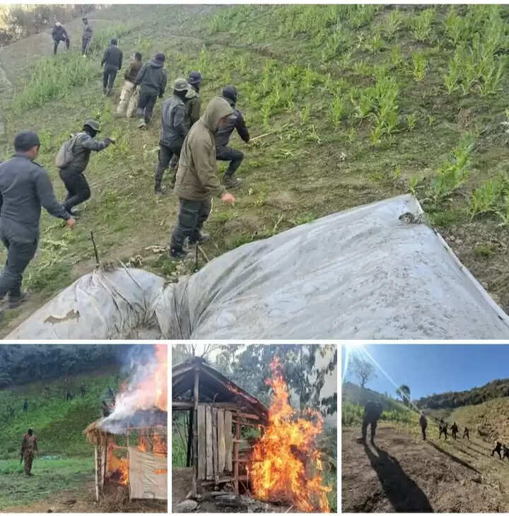 मणिपुर में नष्ट की 306 एकड़ में अवैध अफीम की खेती