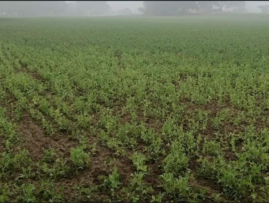 हमीरपुर मे धूप न निकलने से गेहूं की फसल पड़ने लगी पीली