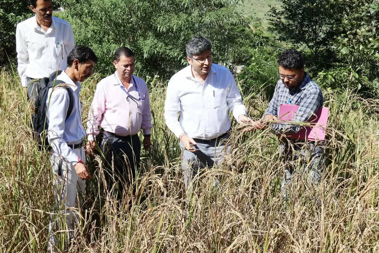 जिलाधिकारी ने किया धान की फसल पर क्रॉप कटिंग प्रयोग का निरीक्षण