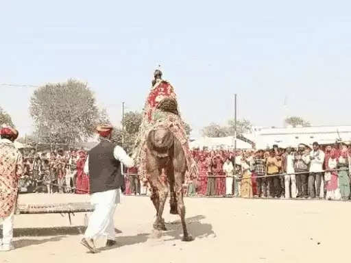 नागौर के ऊंट मोहन पर सजा राम दरबार, हैरतअंगेज करतब देख उत्साहित हुए विदेशी सैलानी