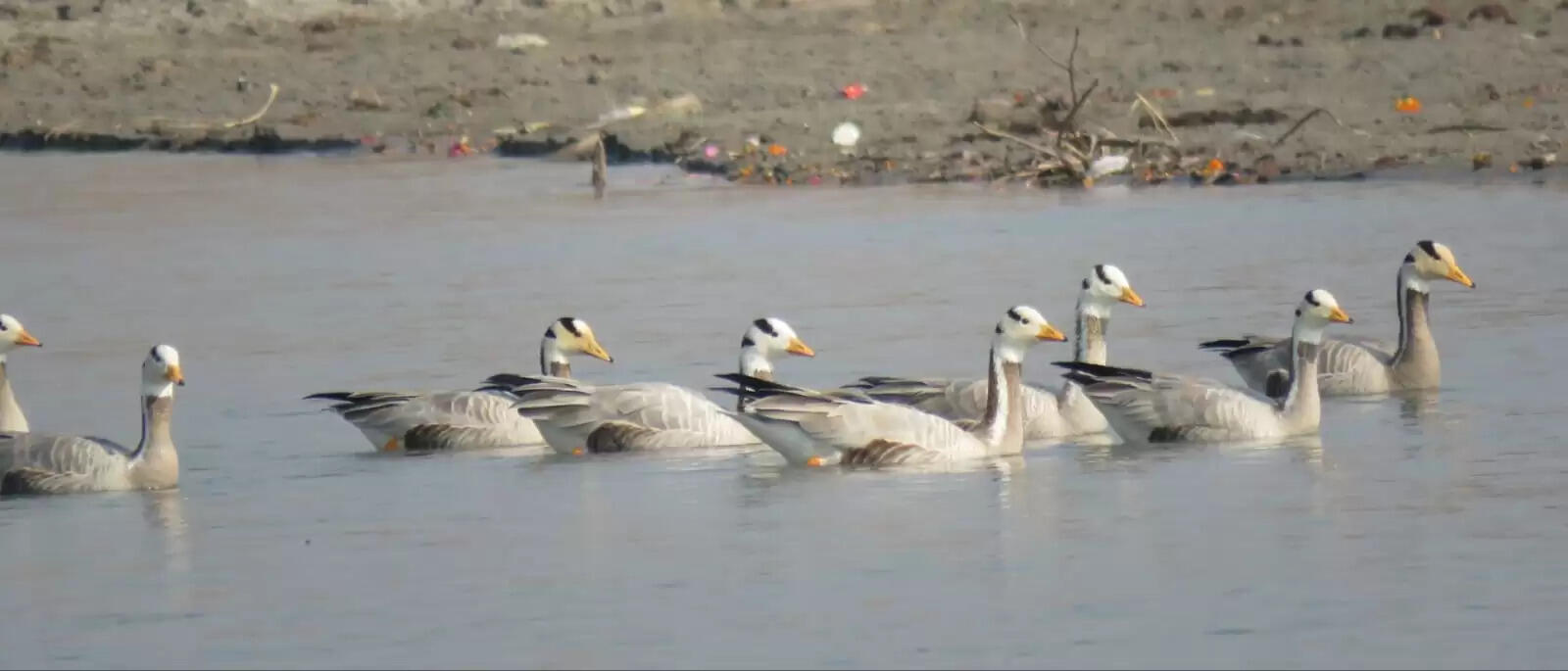 उत्तराखंड में एक पखवाड़े की देरी से पहुंचे प्रवासी पक्षी