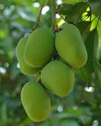 सतुआनी 14 और जुड़ शीतल पर्व 15 को