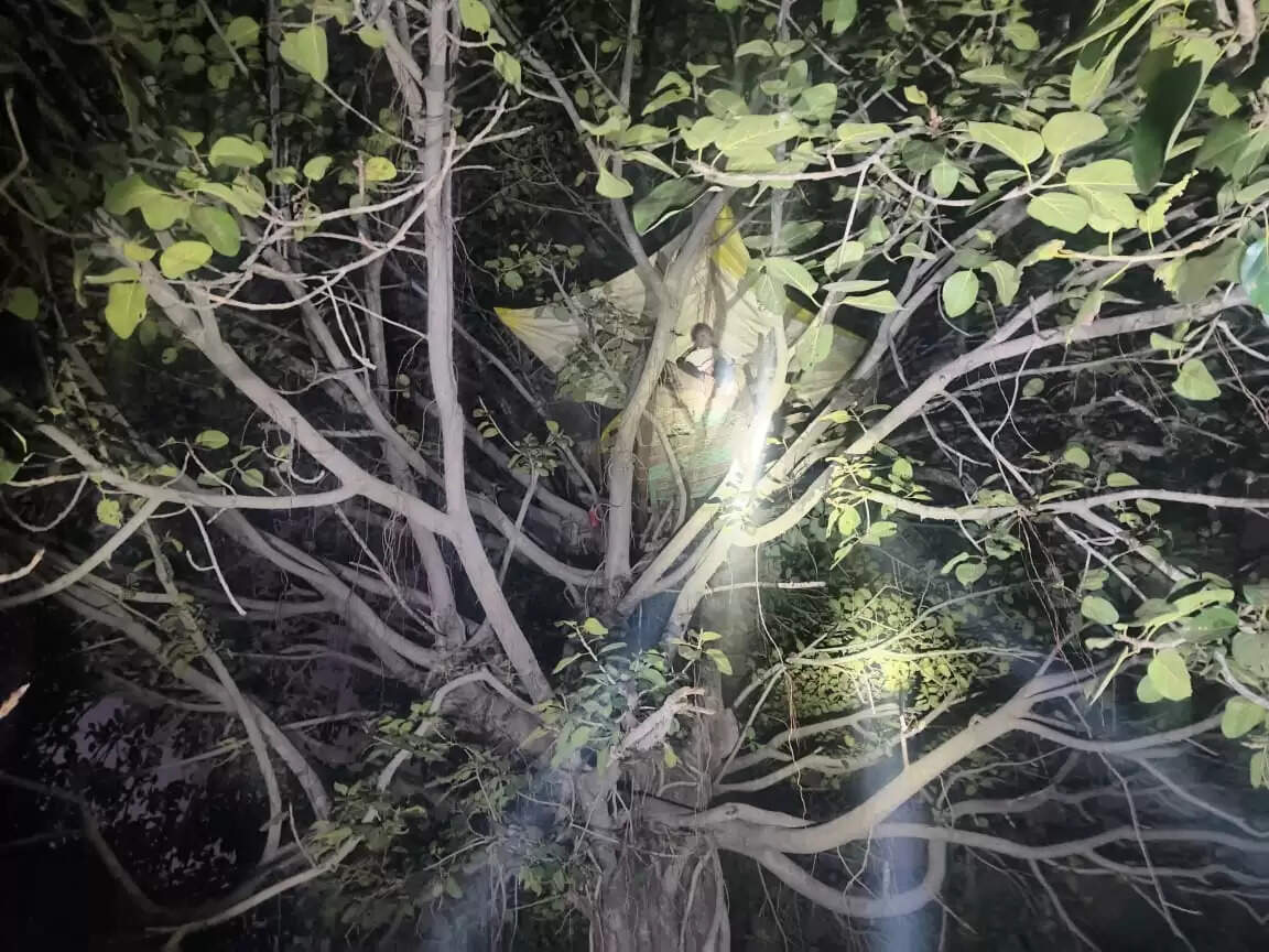 अनूपपुर: हाथियों के डर से पेड़ मे रहने को मजबूर ग्रामीण, 6 दिनों से धनगवां बीट में तमाया डेरा