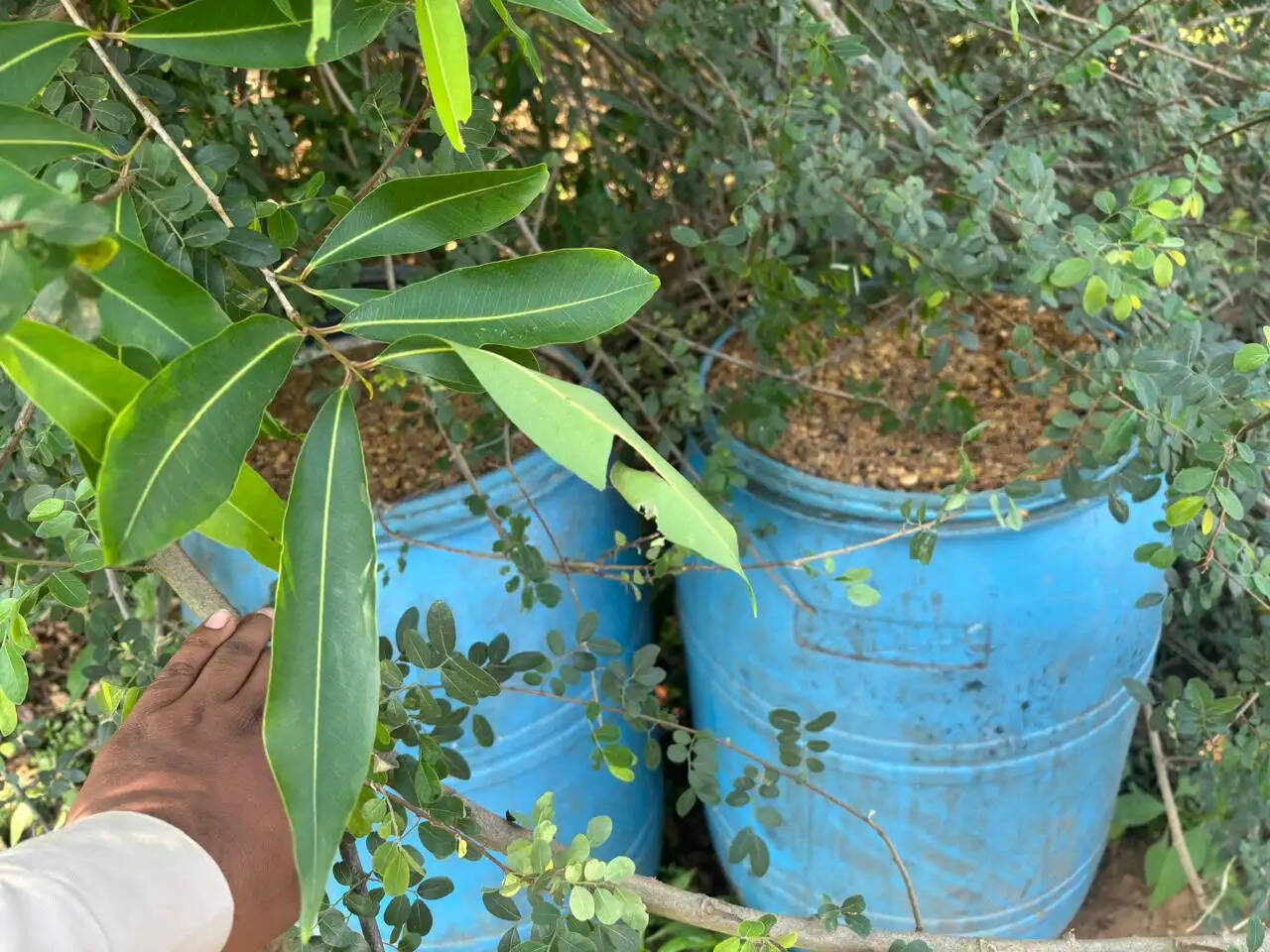 धमतरी जिले में 110 लीटर अवैध महुआ शराब और 25 सौ किलो महुआ लाहन जब्त