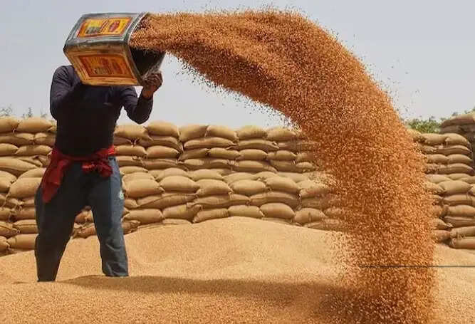 समर्थन मूल्य पर गेहूं खरीदः खरीद के साथ-साथ उठाव कार्य में तेजी