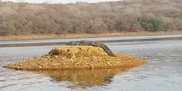 सरिस्का की तर्ज पर बस्सी सेंचुरी में शुरू होगी जंगल सफारी, वन्य जीवों को देखेंगे नजदीक से