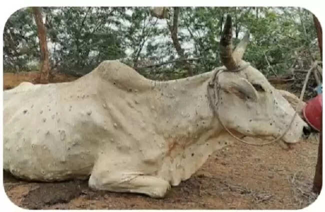 मप्रः लम्पी वायरस से बचाव एवं रोकथाम के लिए एडवाइजरी जारी