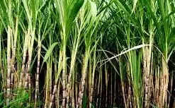 उत्तर प्रदेश में गन्ना किसानों की फसल का होगा जीपीएस सर्वे