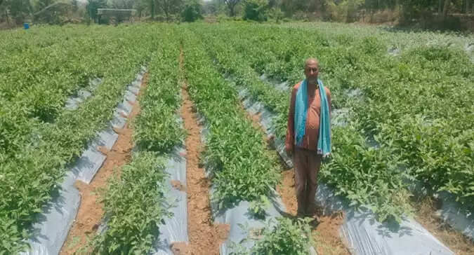 ग्राफ्टेड बैगन ने बदली किसान संजय कुमार सिंह की किस्मत, एक एकड़ में हो रही लाखों की आमदनी