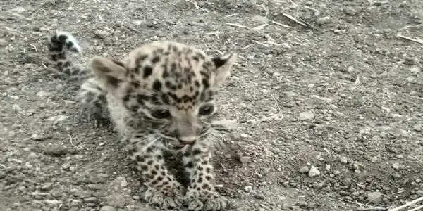 धारः झाड़ियों में मिला मादा तेंदुआ शावक, इलाज के लिए भेजा गया भोपाल
