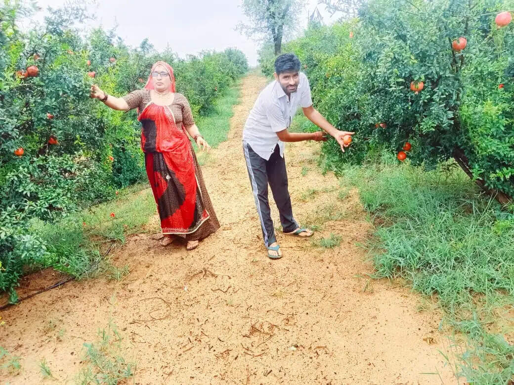 राष्ट्रीय बागवानी मिशन योजना अंतर्गत 54 हैक्टेयर क्षेत्रफल में फल बगीचा स्थापना के लक्ष्य