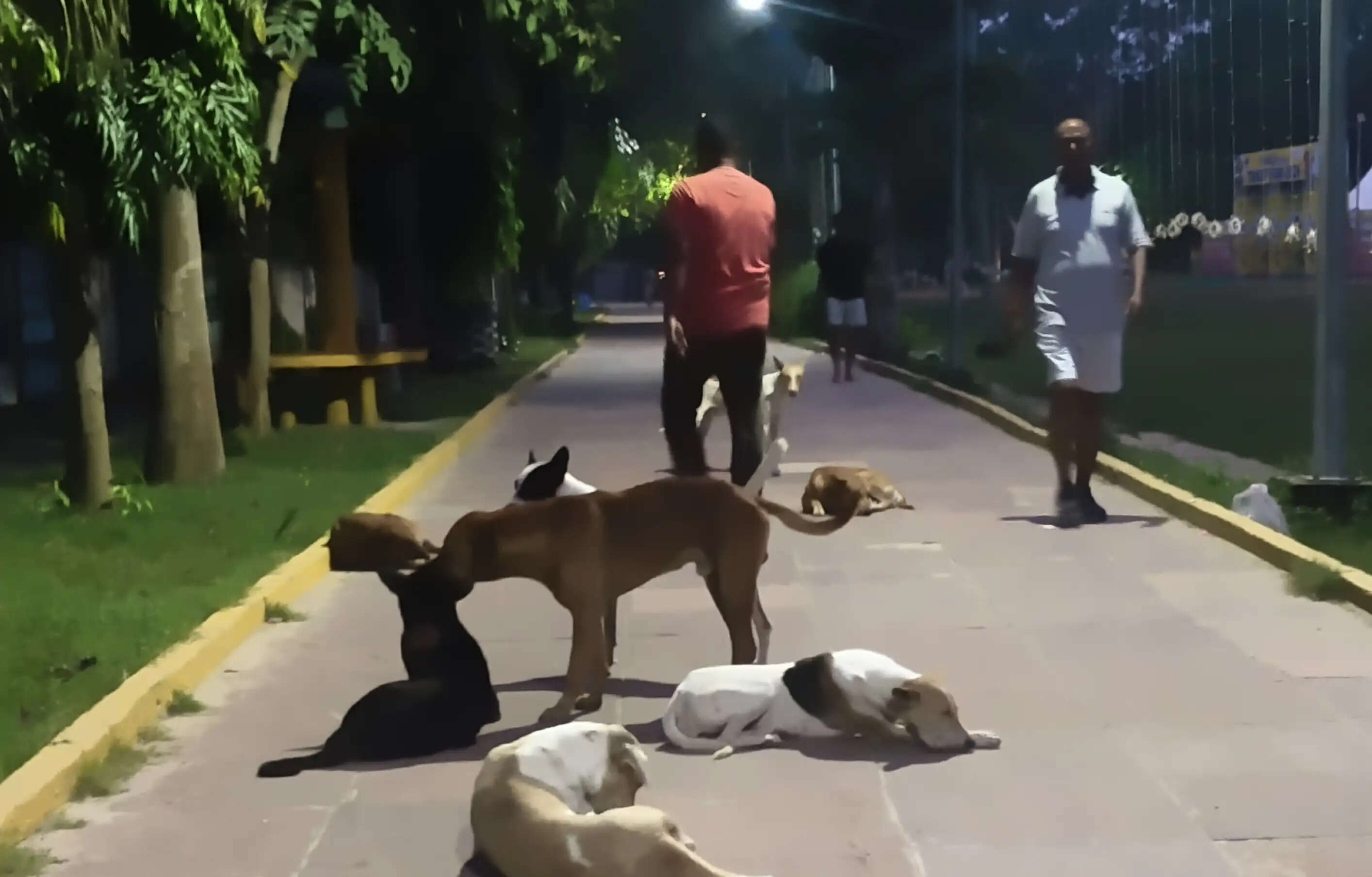 कागजों पर दौड़ रहा 'डॉग कैचर' वाहन: टेंडर के बाद भी सैंडिस कंपाउंड और शहर के चौराहों पर आवारा कुत्तों का राज