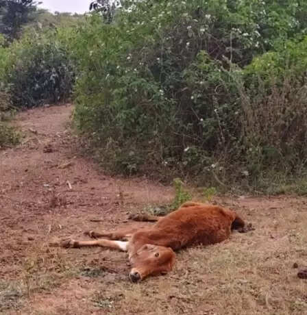 झाबुआ: जिले के मेघनगर थाना क्षेत्र में तीन गायों की क्रूरता पूर्वक जघन्य हत्या; पुलिस ने तीन को किया गिरफ्तार