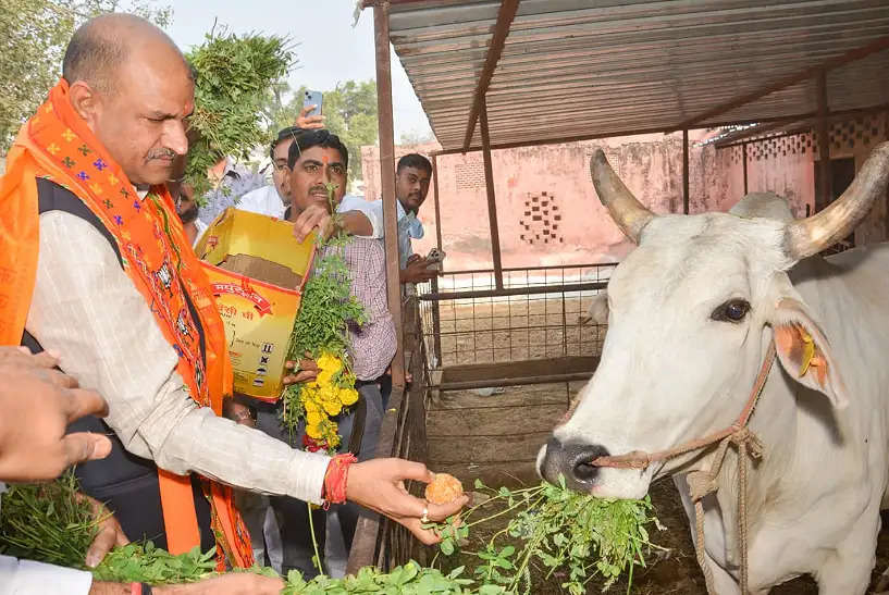 भाजपा प्रदेशाध्यक्ष सी पी जोशी ने गौ माता की सेवा कर मनाया जन्मदिन