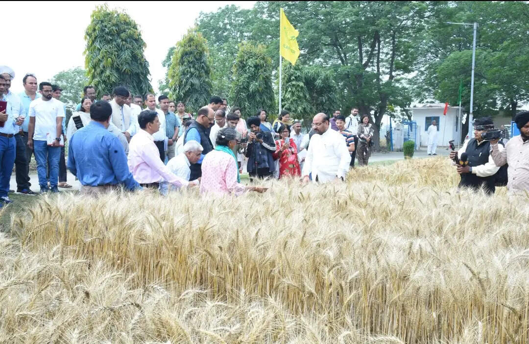 जलवायु-प्रतिरोधी और पोषक तत्वों से भरपूर फसल किस्मों के विकास पर केंद्रित है आईसीएआरः डॉ एम एल जाट