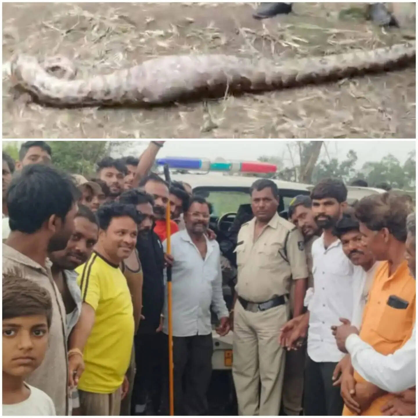 राजगढ़ः खेत में मिला शिकार निगले बैठा विशाल अजगर,पुलिस-वन विभाग ने किया रेस्क्यू