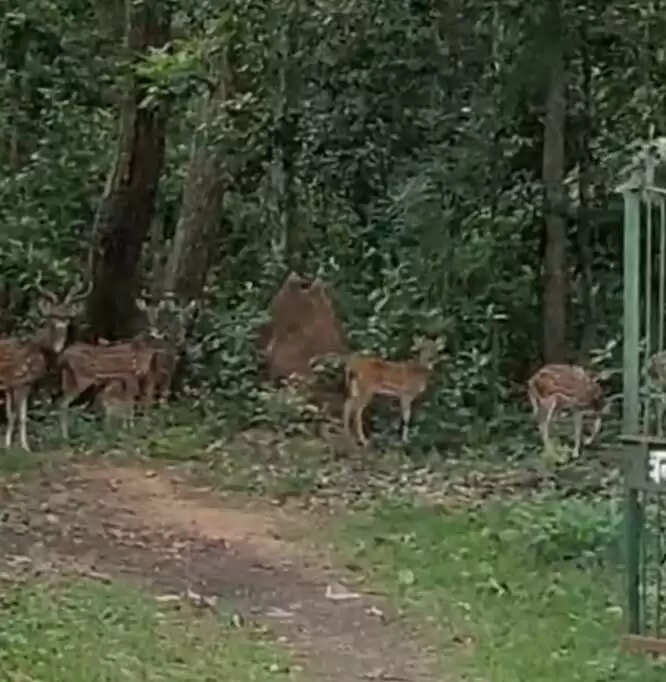 छत्तीसगढ़ के केशकाल घाट क्षेत्र में दिखा हिरणों का झुंड