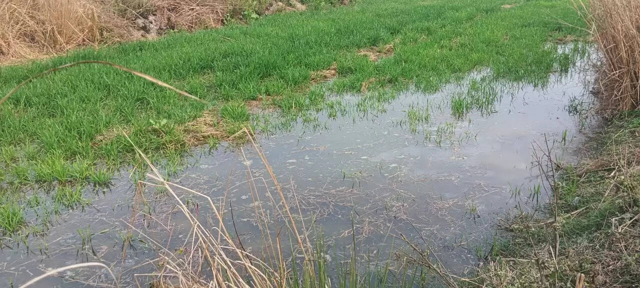शाहपुर बेदी में माइनर के पानी से किसानों की फसलें जलमग्न, स्थायी समाधान की मांग
