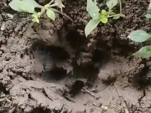 सीहोर में&nbsp;रिहायशी इलाके के नजदीक&nbsp;दिखा बाघ, खेत में मिले पगचिह्न, वन विभाग ने बढ़ाई सर्चिंग