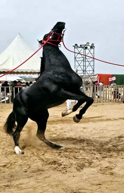 नारनौलः यादगार पलों के साथ 40वीं राज्य पशुधन प्रदर्शन-.2024 का हुआ समापन