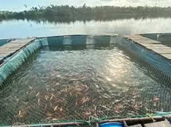 महिला मछली पालकों के लिए एयरेशन सिस्टम योजना: सात जनवरी तक करें ऑनलाइन आवेदन