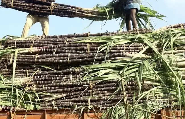 राज्य के गैर चीनी मिल क्षेत्रों में गन्ने की खेती के विस्तार की कवायद शुरू