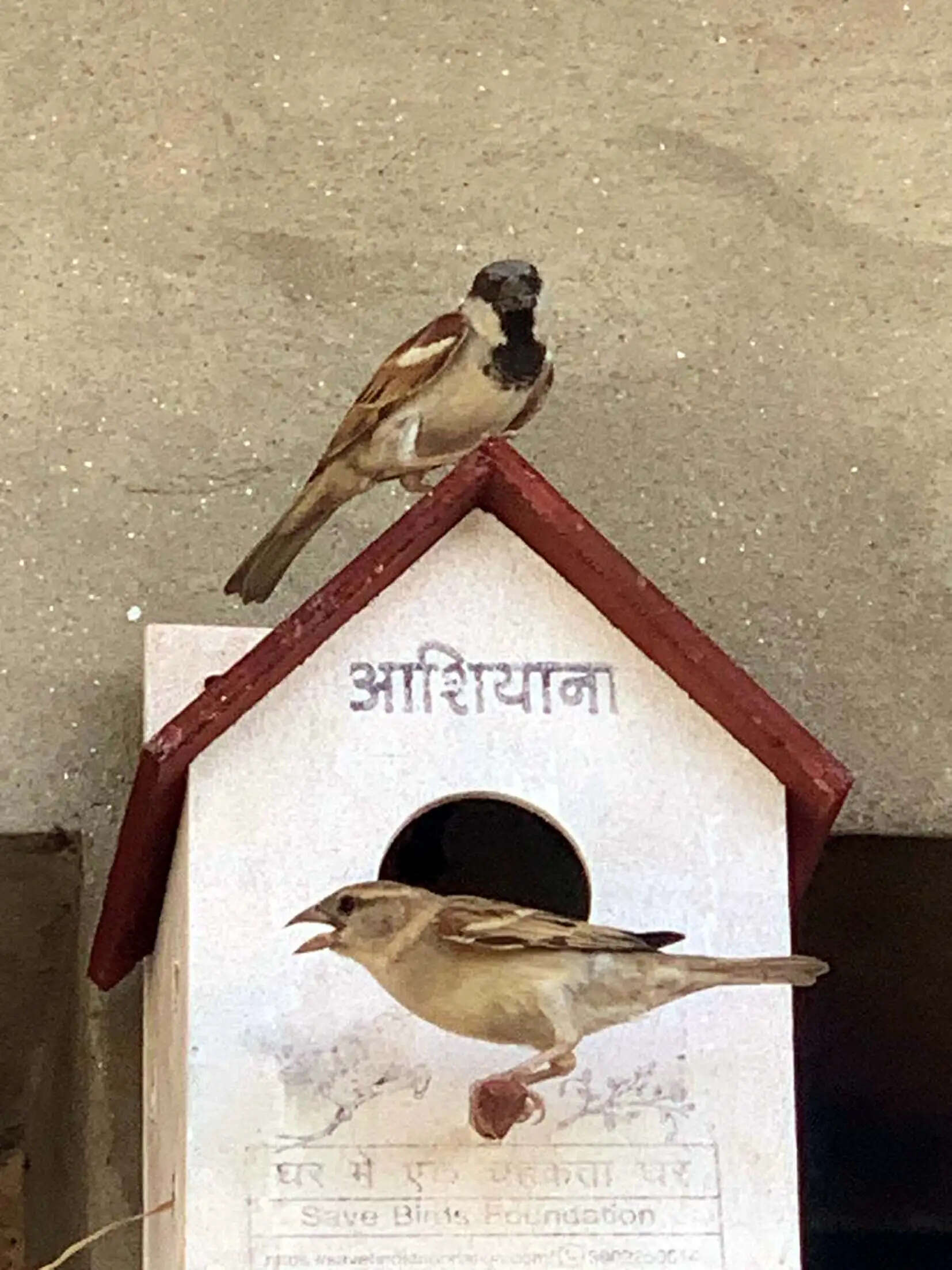 हिसार : कंप्यूटर इंजीनियर ने चिड़ियों के लिए बनाया कृत्रिम आशियाना