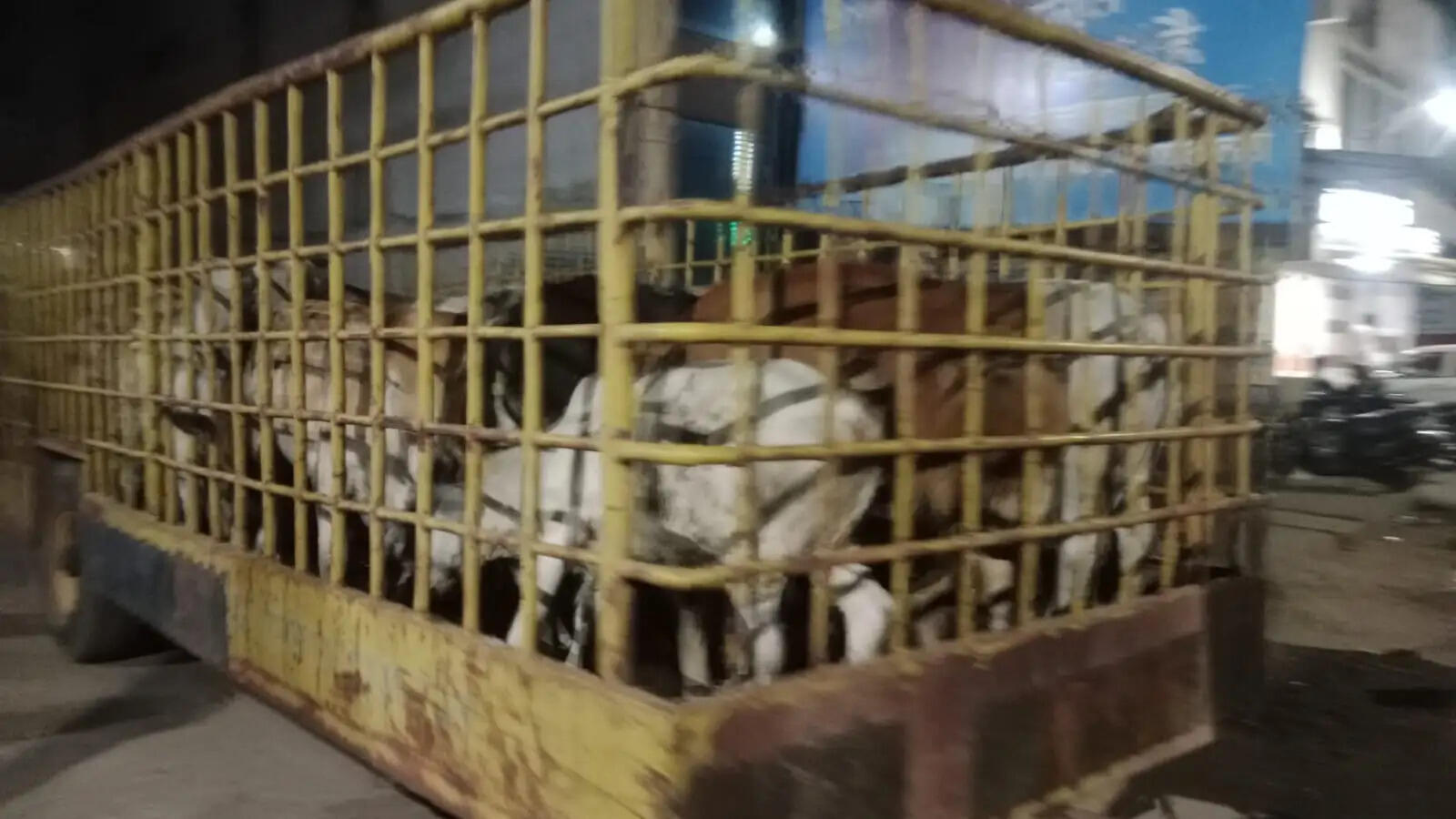 निगम ने अभियान चलाकर पकड़े 95 मवेशी