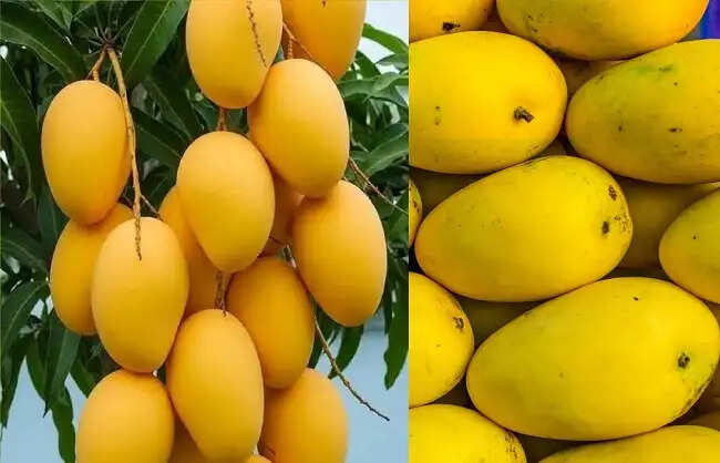भारत ने सिंगापुर को बंगनापल्ली आमों का पहला व्यावसायिक समुद्री खेप किया निर्यात