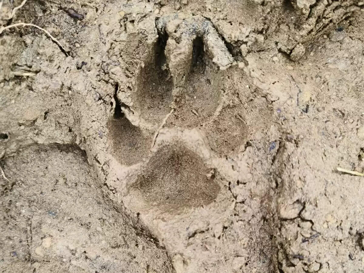 सांगानेर के मोहनपुरा में तेंदुए की दहशत, वन विभाग अलर्ट