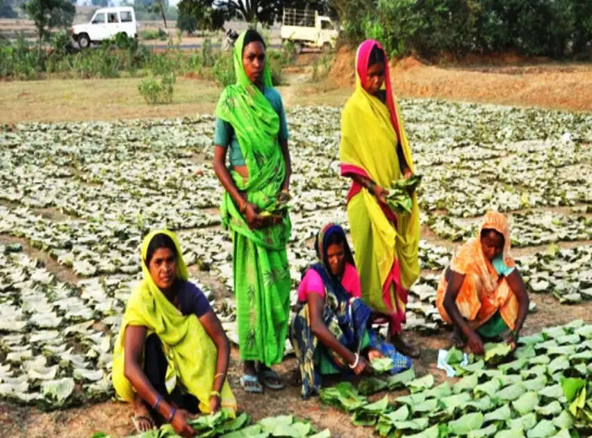 छत्तीसगढ़ में तेंदूपत्ता का समर्थन मूल्य देश में सर्वाधिक