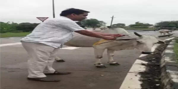 रायपुर : घुमंतू पशुओं के कारण होने वाले दुर्घटनाओं को रोकने विशेष अभियान चलाने के निर्देश