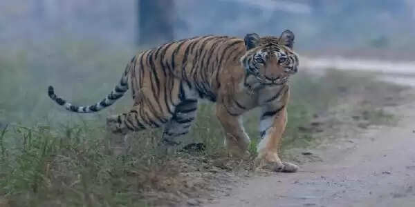 पेंच टाइगर रिजर्व की लंगड़ी बाघिन अपनी बहन का रिकॉर्ड तोड़ बनी मप्र की सबसे उम्रदराज