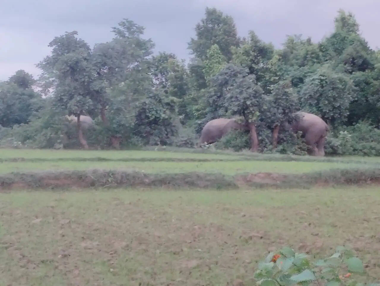 अनूपपुर: तीनों हाथी पहुचे मोजर बेयर प्लांट, बाउंड्री वॉल को तीन जगह से तोड़ा, वनकर्मियों ने युवक को बचाया