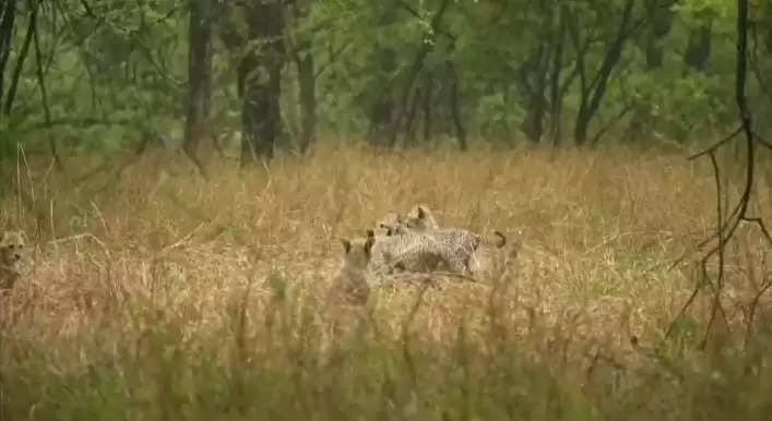 पांच शावकों के साथ कूनो नेशनल पार्क में देखी गई चीता गामिनी