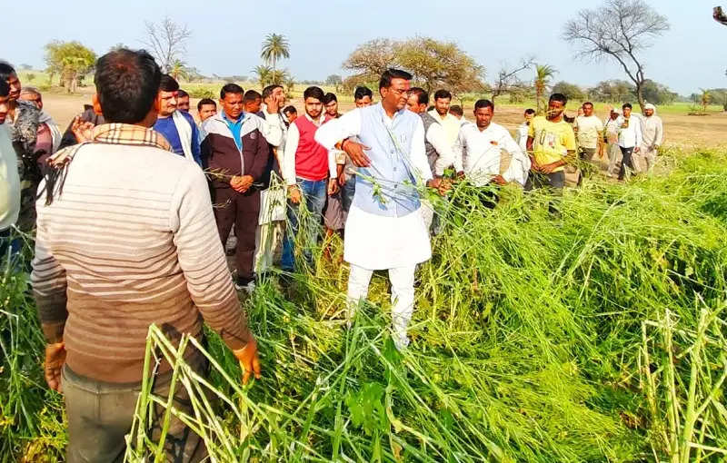 किसानों को ओलावृष्टि से प्रभावित फसलों का मिलेगा मुआवजा : राज्यमंत्री अहिरवार