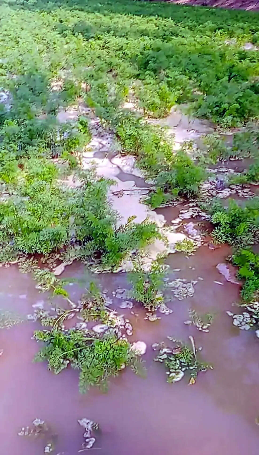 हिसार : माइनर टूटने से खेतों में भरा पानी, दो एकड़ गाजर की फसल बर्बाद होने की आशंका