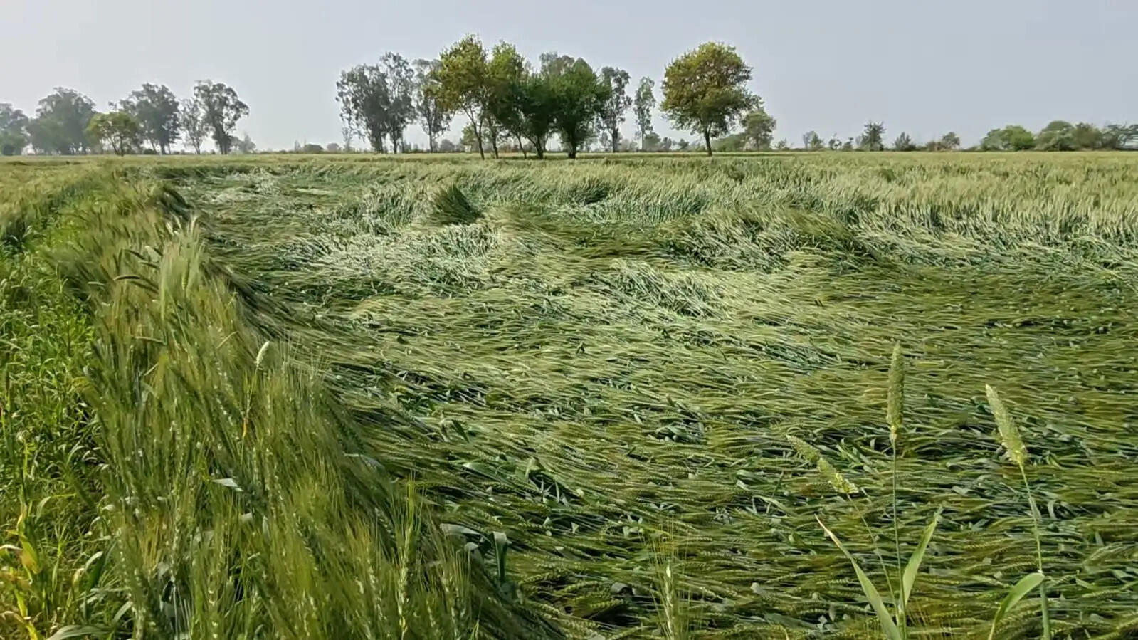 रोहतक:बरसात से बदला मौसम का मिजाज, फसलों पर पड़ा प्रभाव