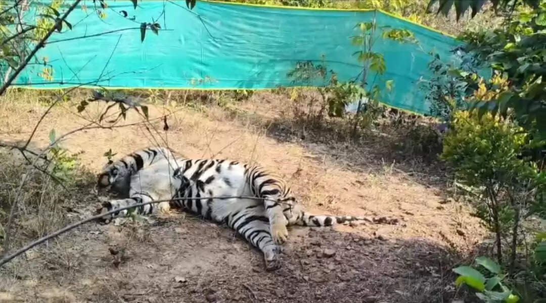 सूरजपुर : घुई रेंज में बाघ की मौत, &nbsp;दांत&nbsp;और&nbsp;नाखून गायब