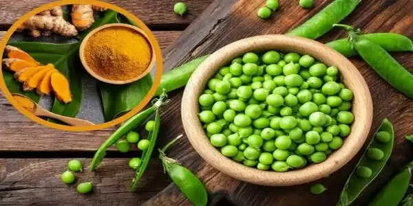 जबलपुर में आज होगा मटर महोत्‍सव का आयोजन