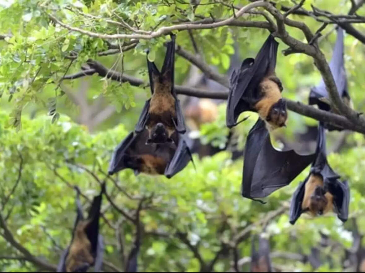 भारत में निपाह वायरस के संक्रमण का जोखिम बहुत कमः डब्ल्यूएचओ