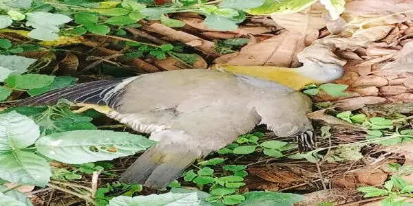 हरियल प्रजाति के पक्षी की रहस्यमयी मौत, जांच की मांग तेज