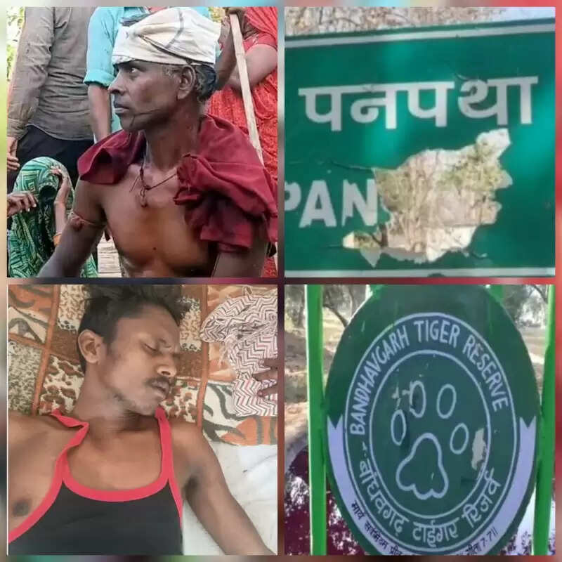 उमरिया : बांधवगढ़ टाइगर रिजर्व क्षेत्र में बाघिन के हमले से एक ही दिन में दो लोग घायल