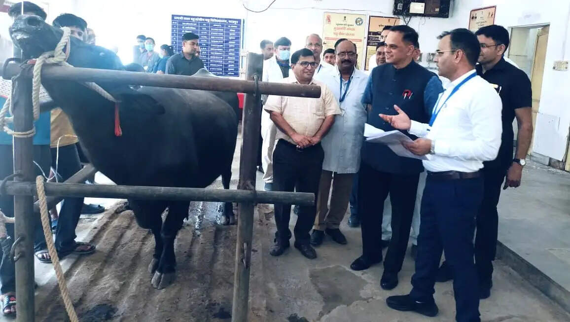 भरतपुर पॉलीक्लिनिक में मुख्य सचिव ने देखी लम्पी के इलाज की प्रक्रिया