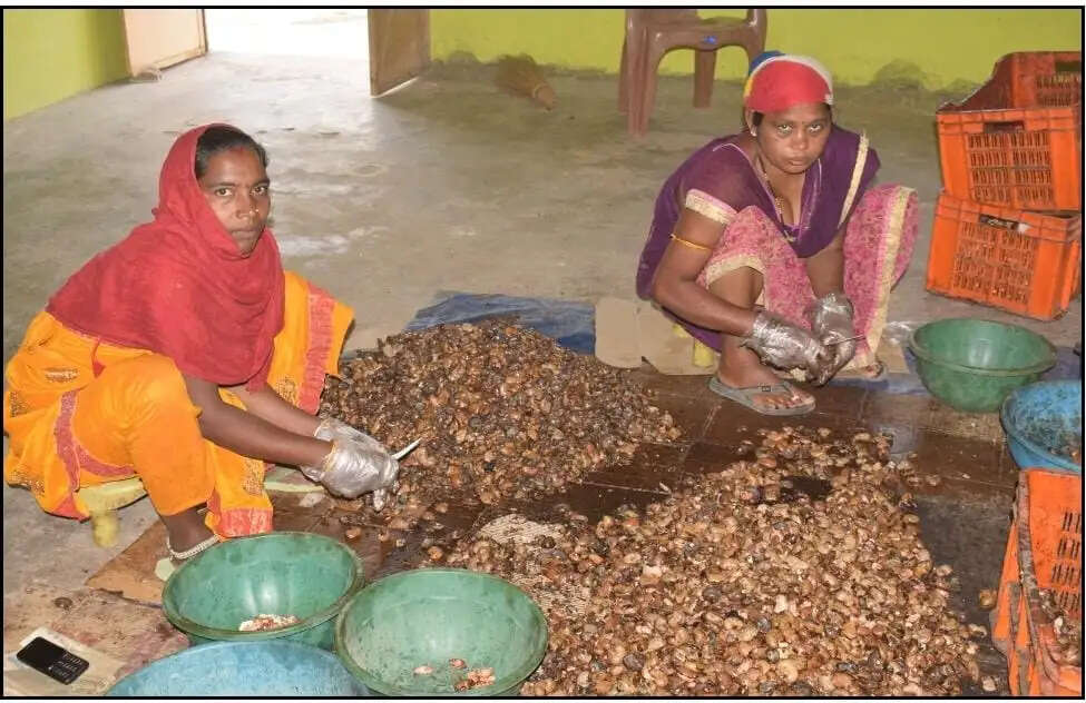 महामाया एफपीओ ने बदली किसानों की तस्वीर: सात लाख से 1.96 करोड़ तक पहुंचा कारोबार, 882 किसानों को मिला समृद्धि का नया रास्ता