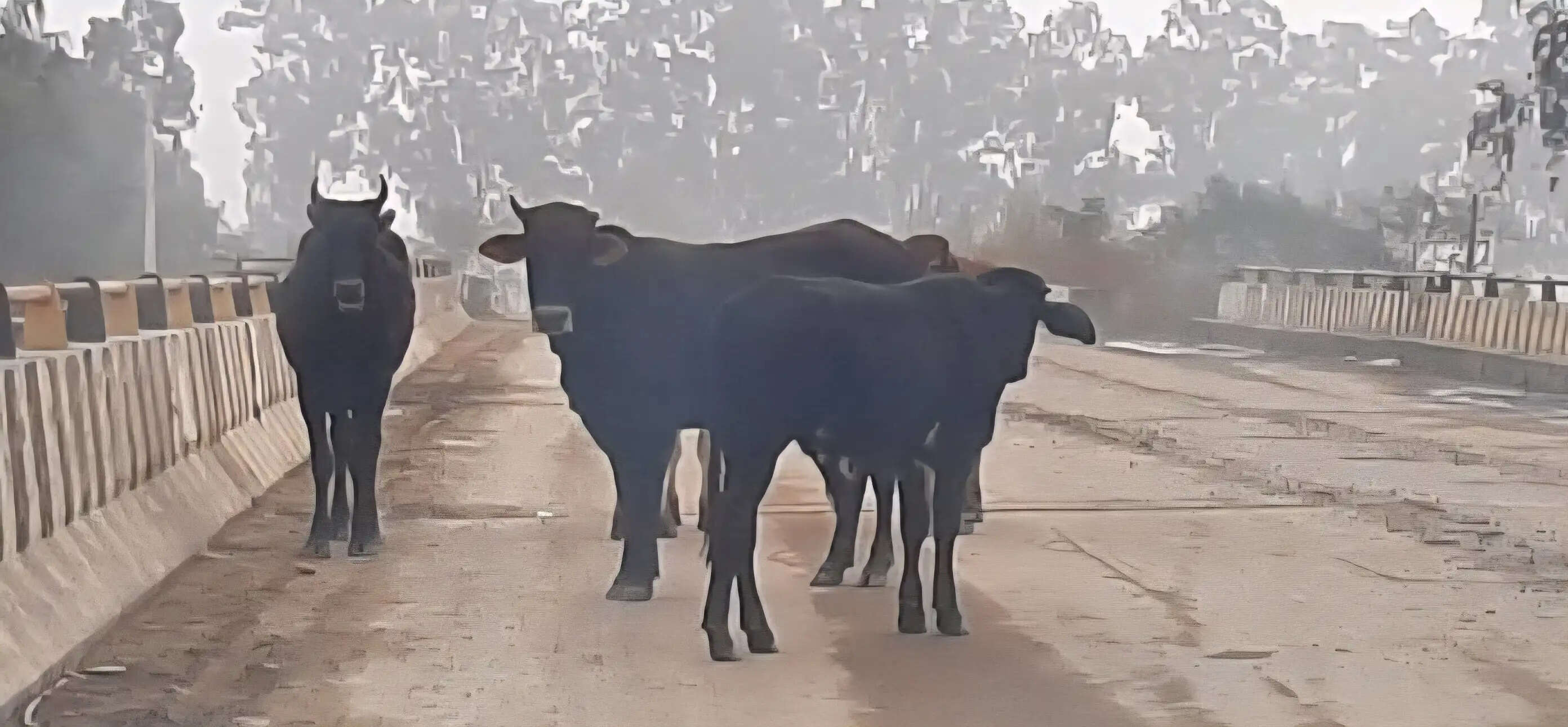 यमुनानगर:गोवंश मुक्त शहर का दावा, सड़कों पर अब भी पशु बने खतरा